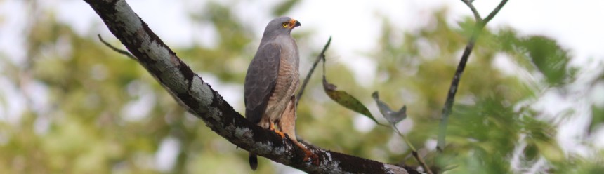 A Roadside Hawk perched on a branch.
