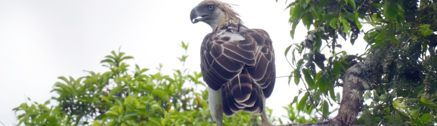 A banded Philippine Eagle perched on a branch facing away from the camera but turning its head to look back.