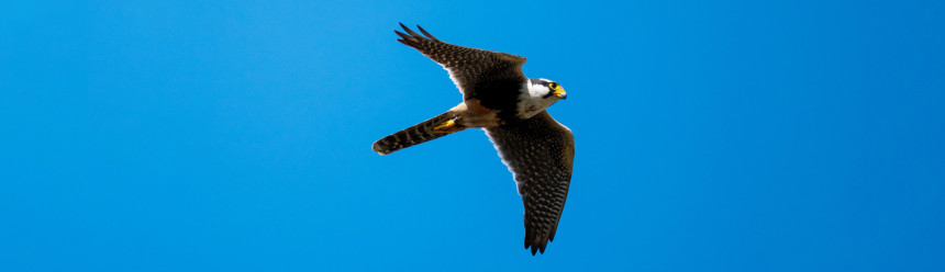 An Aplomado Falcon in flight.
