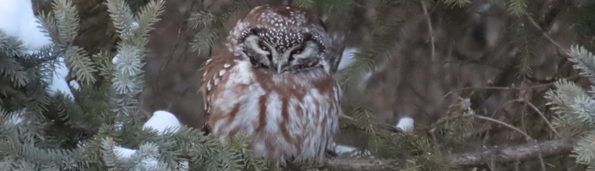 A Boreal Owl perched in a spruce tree.