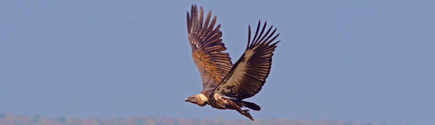 A White-rumped Vulture in flight in front of distant hills.