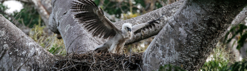 A nestling Harpy Eagle standing in its nest with wings spread wide.