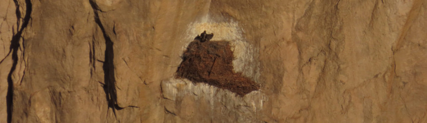 Two Golden Eagles seen from a distance perched on a giant, cliff-ledge nest.