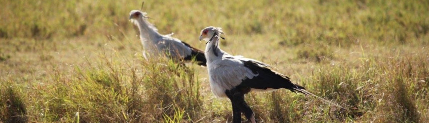 Two Secretarybird birds walking through yellow grass.