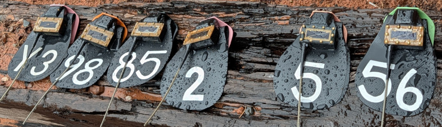 A row of wing tags and transmitters waiting to be attached to soon-to-be-released California Condors.