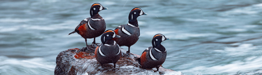 Four Harlequin Ducks sitting on a rock surrounded by rushing water.