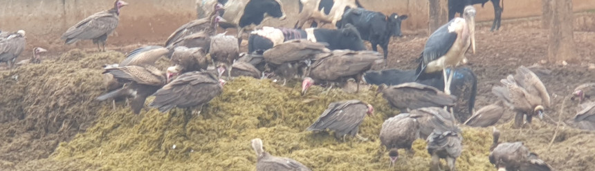 Hooded Vultures and other scavengers foraging at a slaughterhouse in Rwanda.