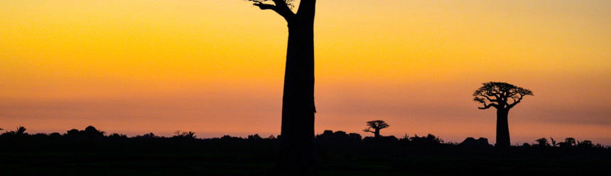 Baobab trees silhouetted by the setting sun.
