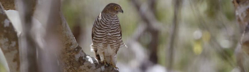 A bird of prey sitting on a branch.