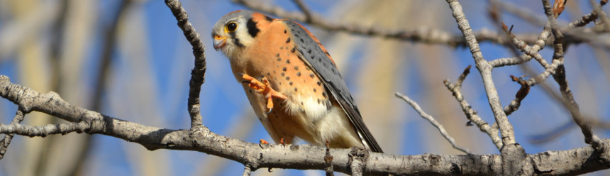 A male American Kestrel perched on a bare branch.