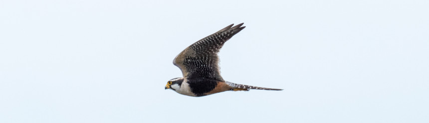An adult Aplomado Falcon flying in front of a cloudless sky.