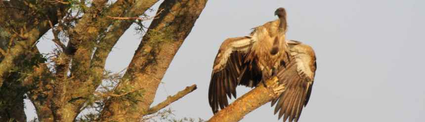 A White-backed Vulture perched on a broken branch with its wings spread slightly to catch the sun.
