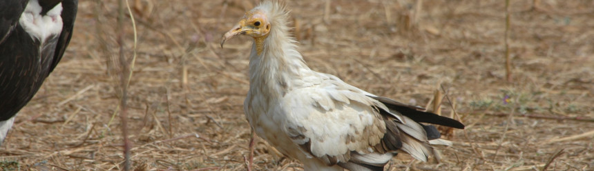 An Egyptian Vulture walking across bare ground with another larger vulture in the background.