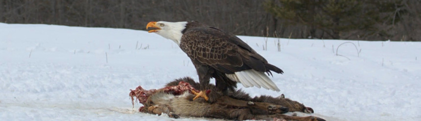 A Bald Eagle standing on the remains of a dead deer and vocalizing in a snowy landscape.