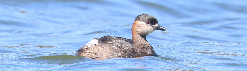 A swimming Madagascar Grebe.