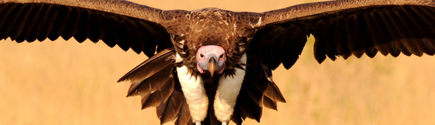 A close-up of a Lappet-faced Vulture flying directly towards the camera.