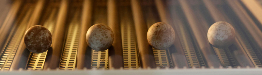 Four small Puerto Rican Sharp-shinned Hawk eggs in an incubator in our Puerto Rico propagation facility.