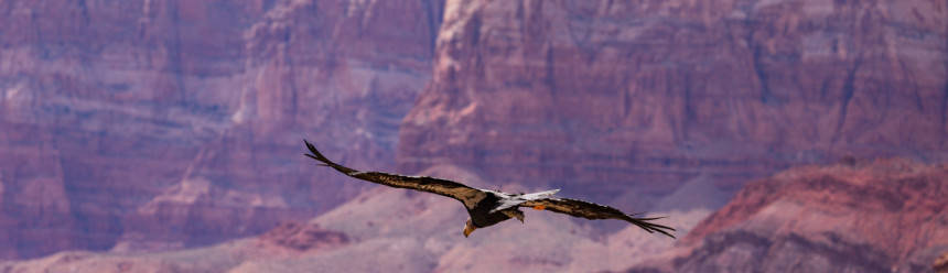 A California Condor in flight in front of red rock cliffs.