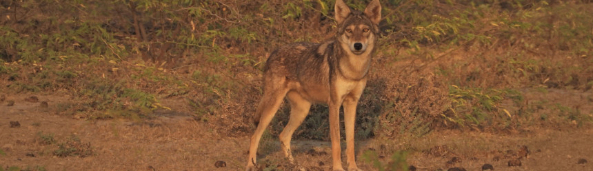 An Indian Wolf standing still and looking at the camera.