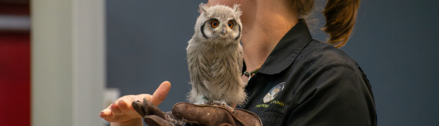 Avian ambassador Nox, a Northern White-faced Owl, at four weeks old perched on the glove of a trainer during an education program.