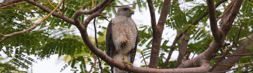 A Ridgway's Hawk resting on a branch.
