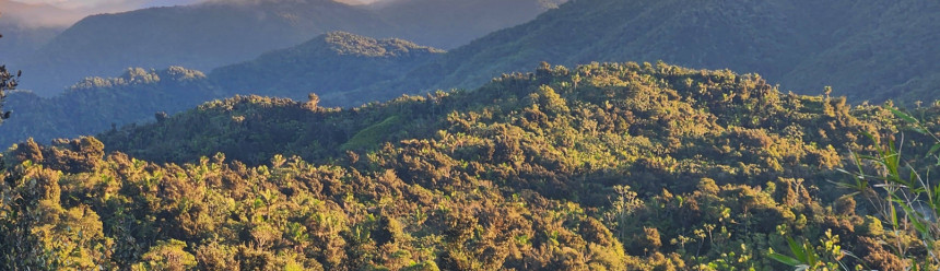 A hilly, forest-covered landscape at our Puerto Rican Sharp-shinned Hawk study area.