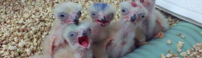 Aplomado Falcon nestlings in our propagation facility.
