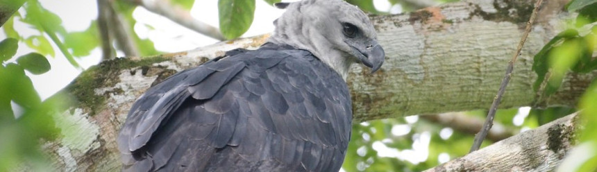 Harpy Eagle Blue LV perched on a branch in 2026.