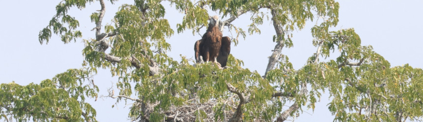 A Madagascar Fish-eagle perched on its nest atop a large tree.
