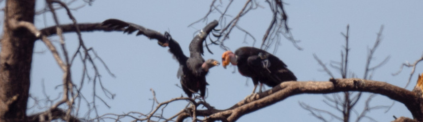 Two California Condors, an adult and an immature, interacting while perched on a dead branch in northern Arizona.