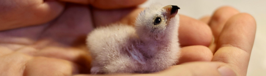 A nestling Puerto Rican Sharp-shinned Hawk cradle in the hands of one of our biologists.
