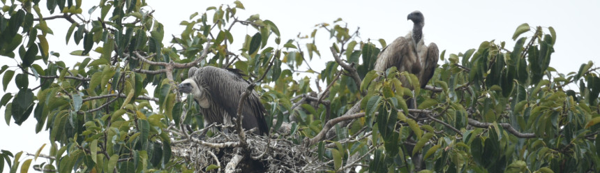 A White-backed Vulture pair perched by their treetop nest.