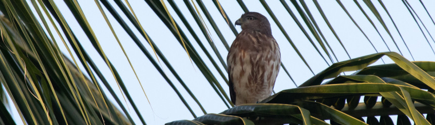 A Ridgway's Hawk perched on a palm frond.