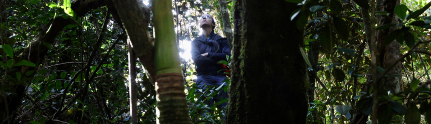 A low-angle view between trees of Nashally Folch Mercado looking up at the trees in the Puerto Rican forest.