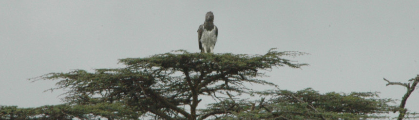 A Martial Eagle perched atop a tree.