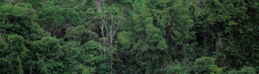 An aerial view of a dense rainforest