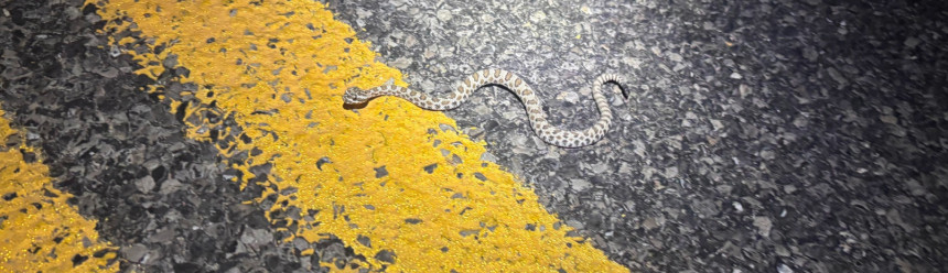 A young Great Basin rattlesnake on a road at night.