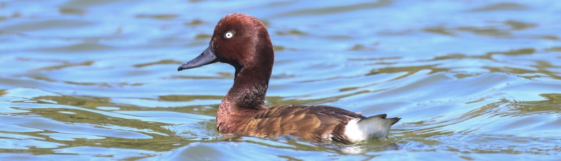 A reddish-brown duck swimming in blue water