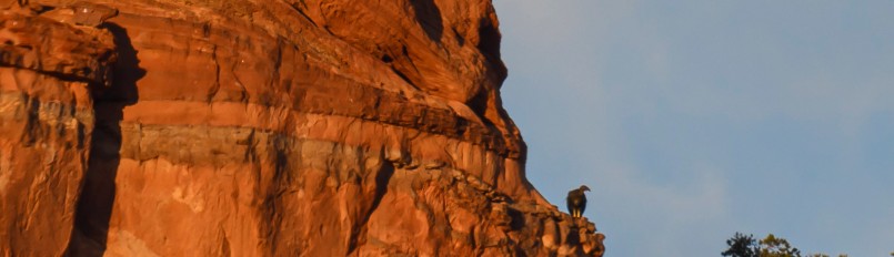 A large black bird of prey perched on a distant, sunset-lit red rock cliff