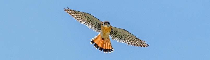 A male American Kestrel in flight in front of a blue sky.