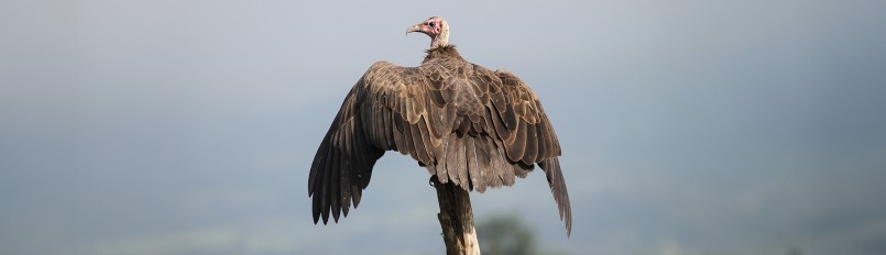 A Hooded Vulture perched on a small stump and sunning its wings.