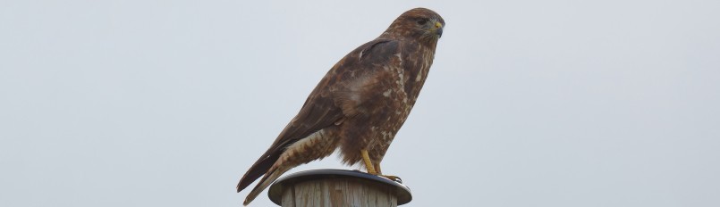 A Eurasian Buzzard perched atop a utility pole.