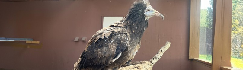 Ambassador Egyptian Vulture Ramses in his aviary at the World Center for Birds of Prey.