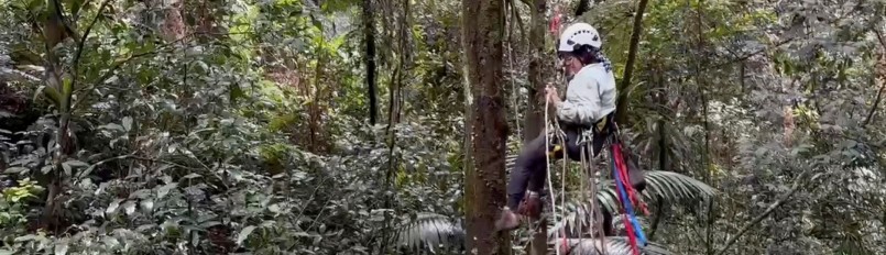 Isamar Flores Rodríguez using climbing gear to descend from a tree in dense forest.