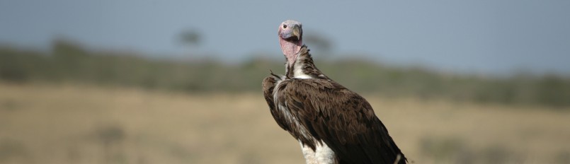 A Lappet-faced Vulture perched on a dirt mound
