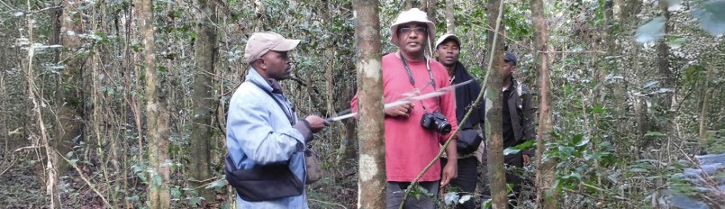 Three scientists, including Dr. Lily-Arison Rene de Roland, conducting research in the forests of Madagascar.