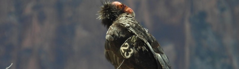 California Condor 123 perched on a rocky cliff edge.