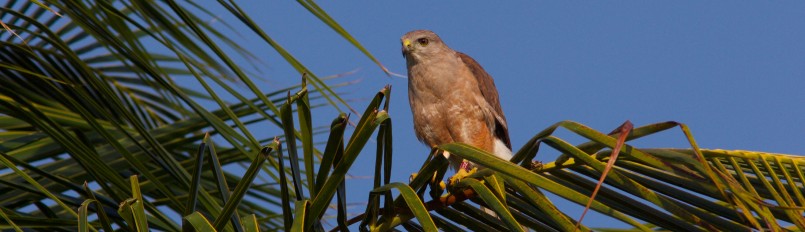 An adult Ridgway's Hawk perched on a palm frond.