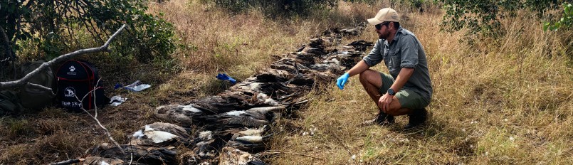 A scientist wearing latex gloves surveys dozens of dead vultures killed by an illegal poisoning event.
