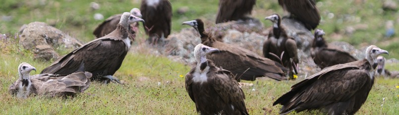 A flock of Hooded Vultures sitting in a grassy field.
